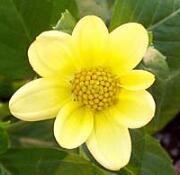 Chessy.JPG (3759 bytes)