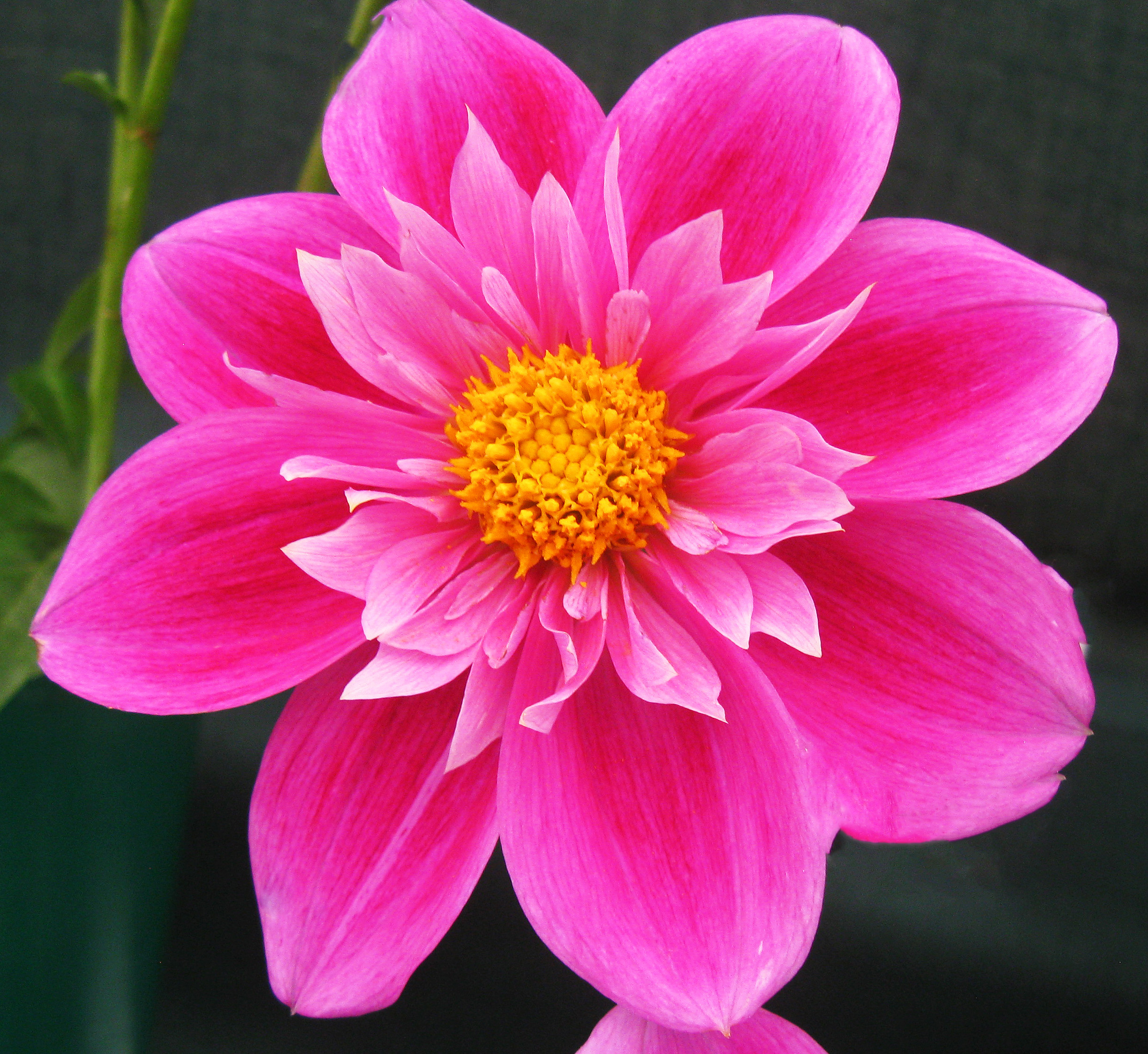 lynnt.jpg (9941 bytes)